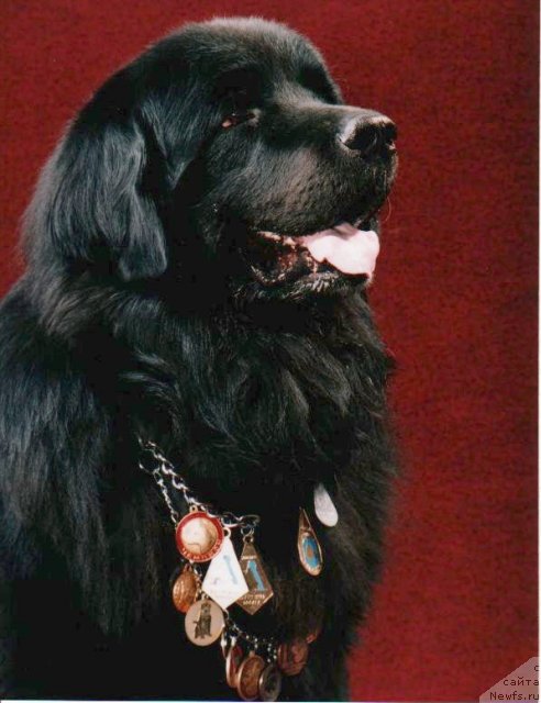 Фото: ньюфаундленд Бостон