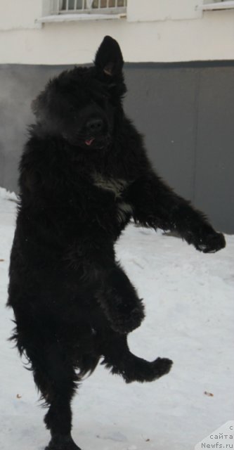 Фото: ньюфаундленд Питерньюф Еверест