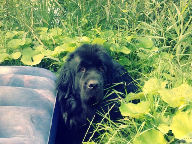 Фото: ньюфаундленд Эксклюзивная Штучка от Цацибы (Eksklyuzivnaya Shtuchka ot Tsatsiby)