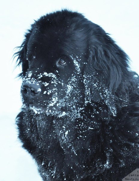 Фото: ньюфаундленд Эксклюзивная Штучка от Цацибы (Eksklyuzivnaya Shtuchka ot Tsatsiby)