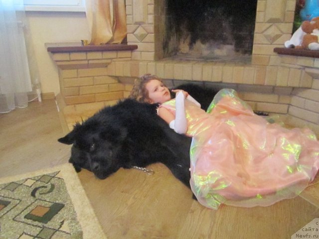 Фото: ньюфаундленд Черный Балу Борислав