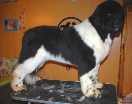 Фото: ньюфаундленд Питерньюф Ин Ит То Вин Ит