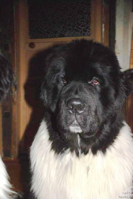 Фото: ньюфаундленд Питерньюф Ин Ит То Вин Ит