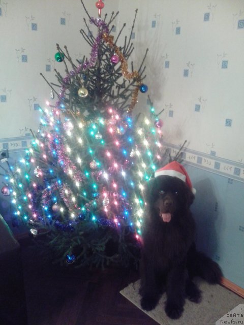 Фото: ньюфаундленд Ньюфорт Прадо