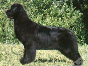 Фото: ньюфаундленд Cayuga Powder Keg of Bonaventura