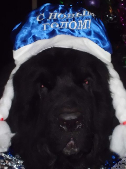 Фото: ньюфаундленд Питерньюф Чао-Какао