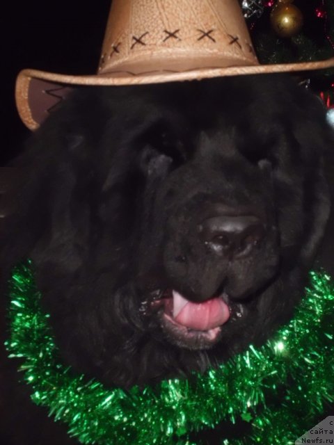 Фото: ньюфаундленд Питерньюф Чао-Какао