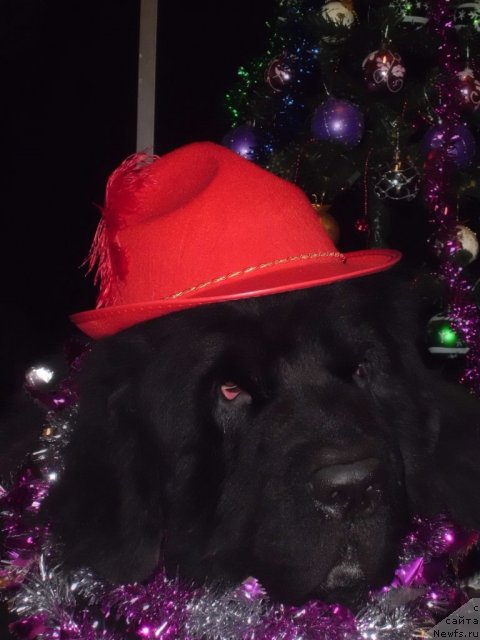 Фото: ньюфаундленд Питерньюф Чао-Какао