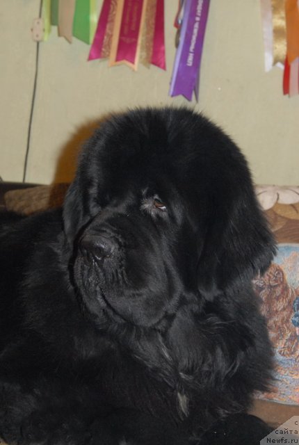 Фото: ньюфаундленд Сент Джонс Форрест Гамп (Sent Djons Forrest Gump)