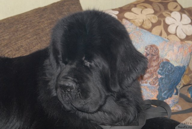 Фото: ньюфаундленд Сент Джонс Форрест Гамп (Sent Djons Forrest Gump)