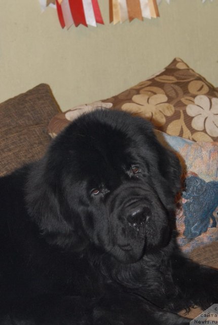 Фото: ньюфаундленд Сент Джонс Форрест Гамп (Sent Djons Forrest Gump)