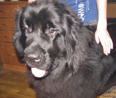 Фото: ньюфаундленд Бегущая по Волнам Целуй Меня Крепче