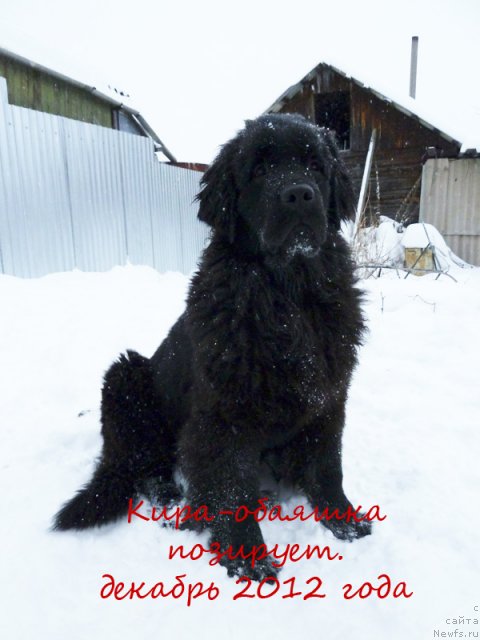 Фото: Ольга Рябинина, ньюфаундленд Ньюфорт Танцующая Королева