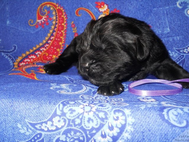 Фото: ньюфаундленд Риск Мавензи Аметист