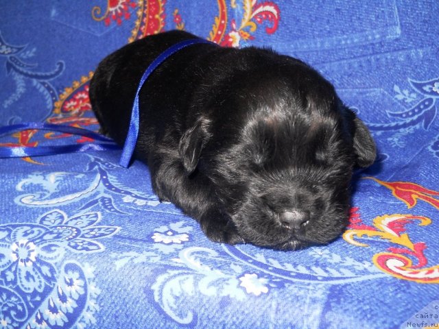 Фото: ньюфаундленд Рэй Спящий Вулкан