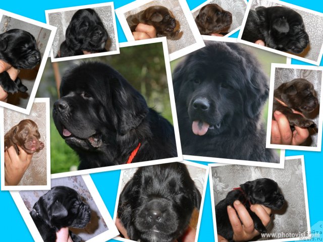 Фото: ньюфаундленд Акватория Келвин Килиманджаро (Aquatoriya Kelvin Kilimandzharo), ньюфаундленд Фанньюф Альфелина Бледанс