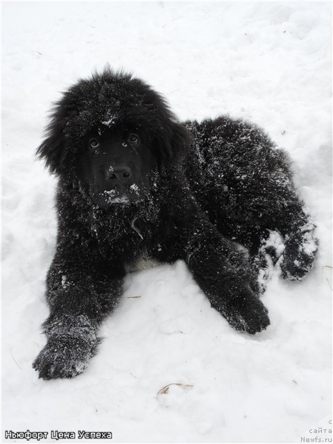 Фото: ньюфаундленд Ньюфорт Цена Успеха