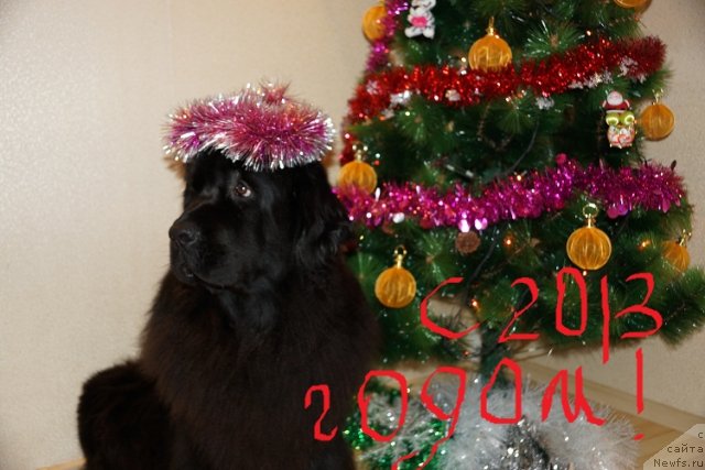 Фото: ньюфаундленд Сент Джонс Тендер Кисс оф Элли (Sent Djons Tender Kiss of Elly)