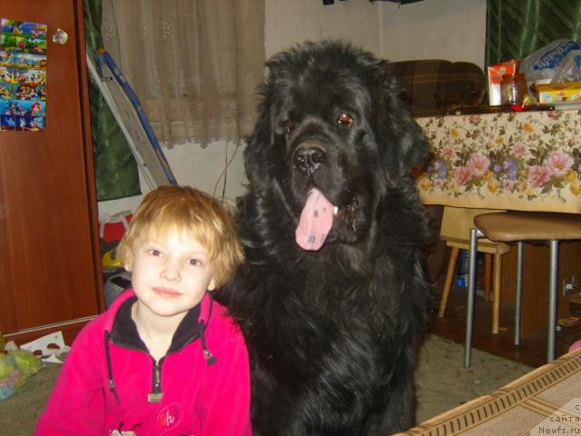 Фото: ньюфаундленд Рябинушка от Сибирского Медведя