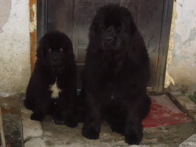 Фото: ньюфаундленд Virma Queen of Night Super Mishka, Оскар