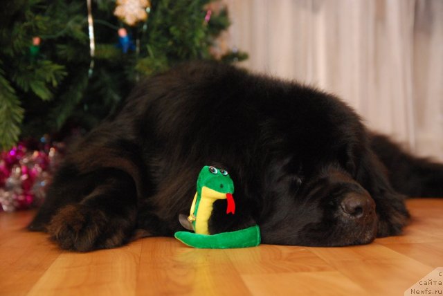 Фото: ньюфаундленд Формула Любви от Сибирского Медведя