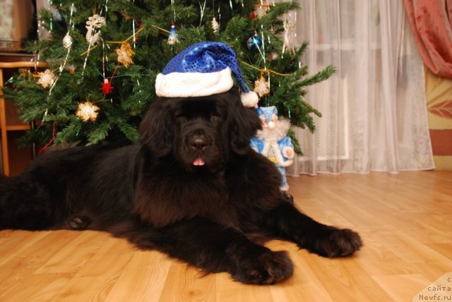 Фото: ньюфаундленд Формула Любви от Сибирского Медведя