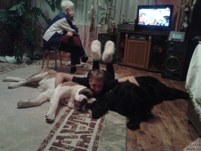 Фото: ньюфаундленд Уютная Долина Аэлита Маринус