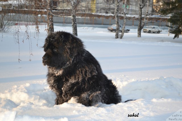 Фото: ньюфаундленд Дивная Ночь из Тихого Омута