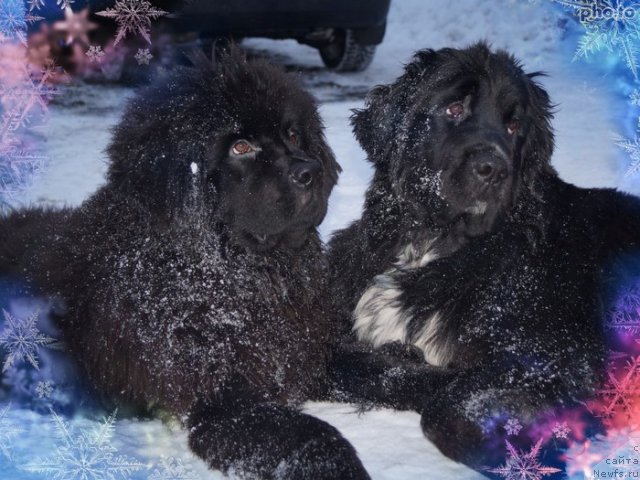 Фото: ньюфаундленд Питерньюф Енигма (Piternyuf Enigma), ньюфаундленд Питерньюф Чабот Армагнак