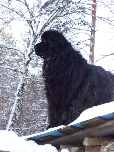 Фото: ньюфаундленд Барышня