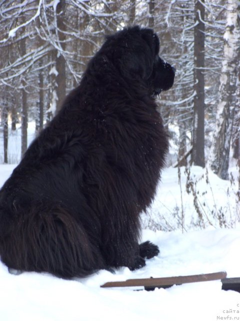 Фото: ньюфаундленд Барышня