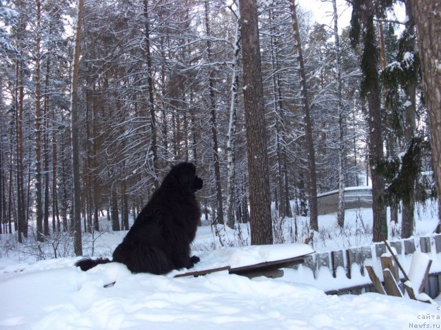 Фото: ньюфаундленд Барышня