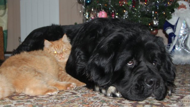 Фотография № 113801