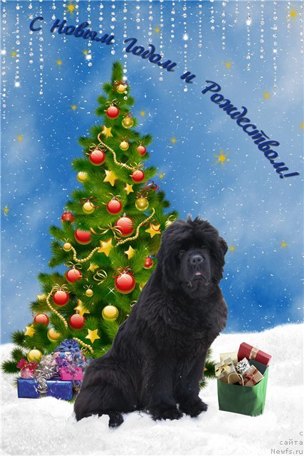 Фото: ньюфаундленд Смигар Нимфея Неотразимая (Smigar Nimfeya Neotrazimaya)