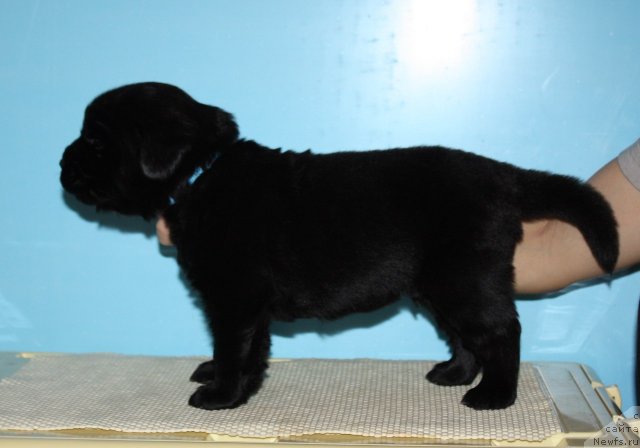 Фото: ньюфаундленд Соул оф Роуз Алистер