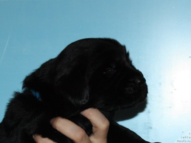 Фото: ньюфаундленд Соул оф Роуз Алистер