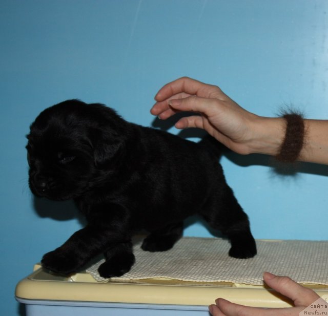 Фото: ньюфаундленд Соул оф Роуз Алистер