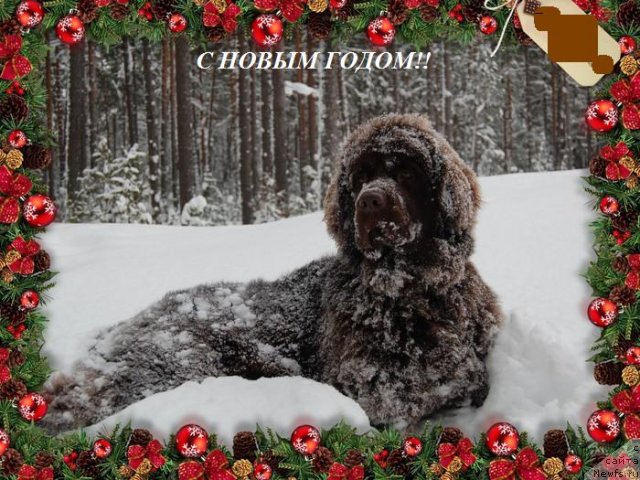 Фото: ньюфаундленд Newettas Vanessa