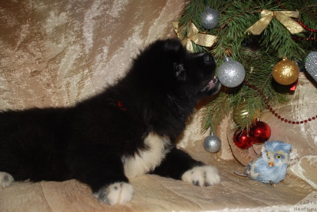 Фотография № 113824