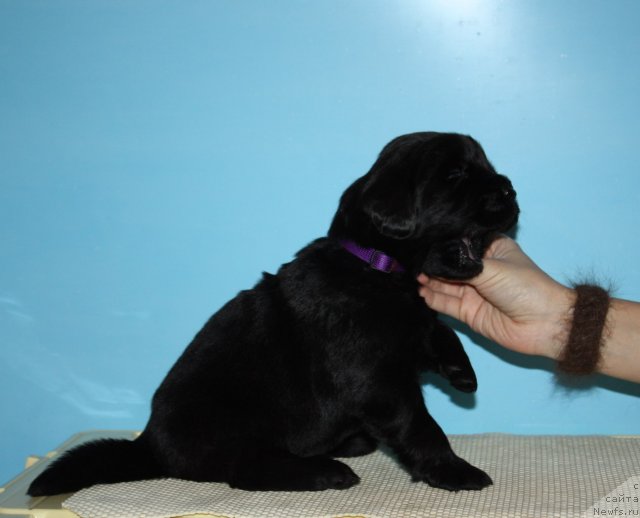 Фото: ньюфаундленд Соул оф Роуз Азура