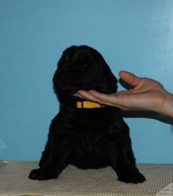 Фото: ньюфаундленд Соул оф Роуз Ассиа