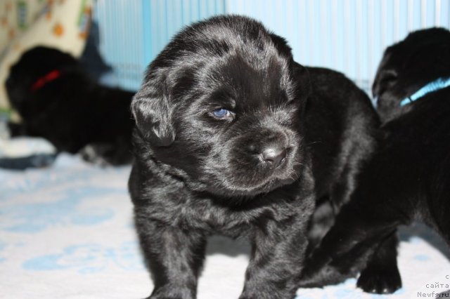 Фото: ньюфаундленд Черный Шарм Ангельская Красота (Chernyi Sharm Angel'skaya Krasota)