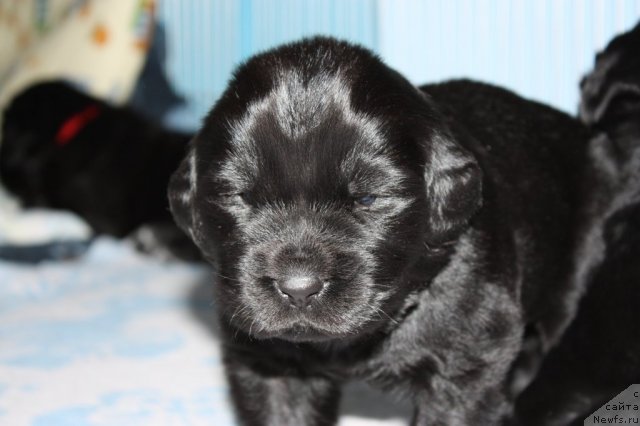 Фото: ньюфаундленд Черный Шарм Ангельская Красота (Chernyi Sharm Angel'skaya Krasota)