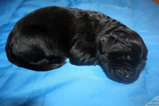 Фото: сынок, ньюфаундленд Супер Премиум Жани Моник, ньюфаундленд Very Fairweathers X'Got The Rhythm