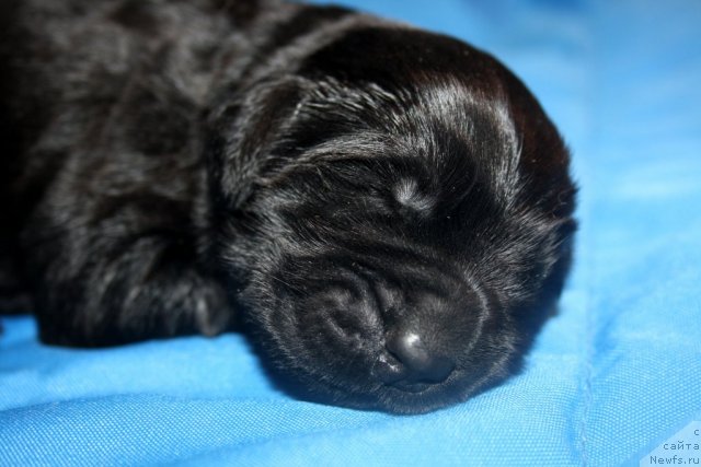 Фото: сынок, ньюфаундленд Супер Премиум Жани Моник, ньюфаундленд Very Fairweathers X'Got The Rhythm