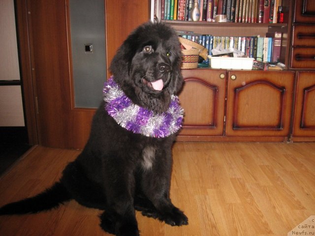 Фотография № 113851