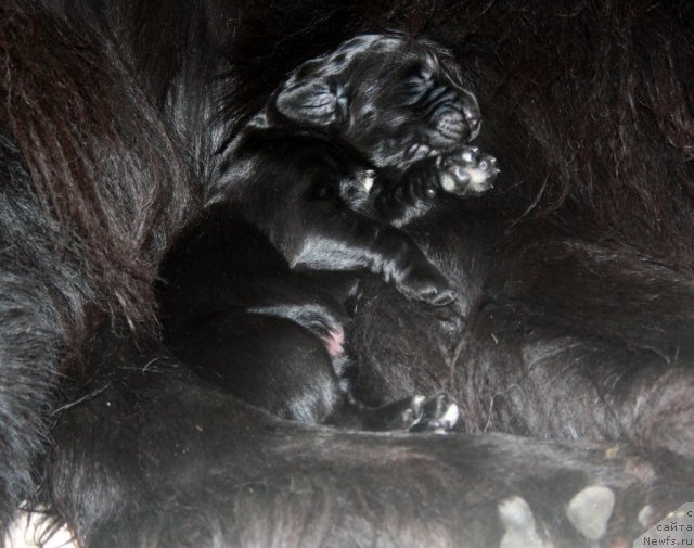 Фото: сын, ньюфаундленд Супер Премиум Жани Моник, ньюфаундленд Very Fairweathers X'Got The Rhythm