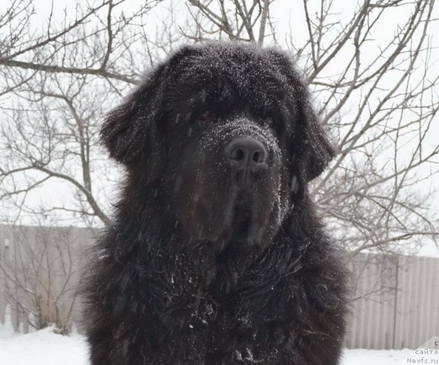 Фото: ньюфаундленд Веридан Звездный Путь
