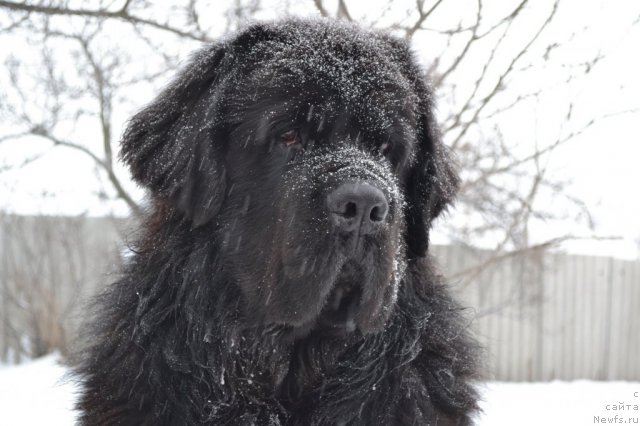 Фото: ньюфаундленд Веридан Звездный Путь