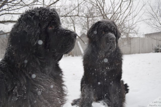 Фото: ньюфаундленд I'm Little Princess Midnight Bear, ньюфаундленд Веридан Звездный Путь
